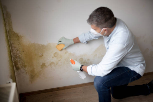 Best Post-Construction Mold Inspection  in Windom, MN